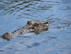 BPBD Bangka Ingatkan Warga Waspada Buaya di Sungai Usai Insiden Tewasnya Penambang Timah