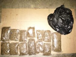 Polres Bangka Tengah Amankan Ratusan Gram Ganja Siap Edar