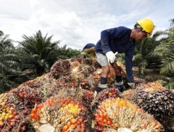 Bertahun-tahun Warga Desa Gudang Basel Nantikan Janji Plasma Sawit 30 Persen dari PT BML