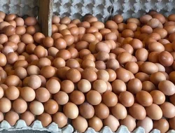 BUMDes Bangka Produksi 23 Ribu Telur